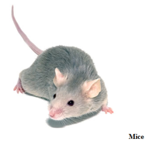 rodent control