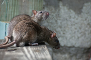 rat exterminators